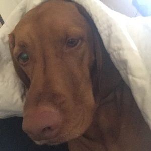 Meet your Posher, Dawn